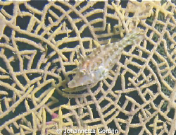 Slender filefish by Johannetta Gordijn 